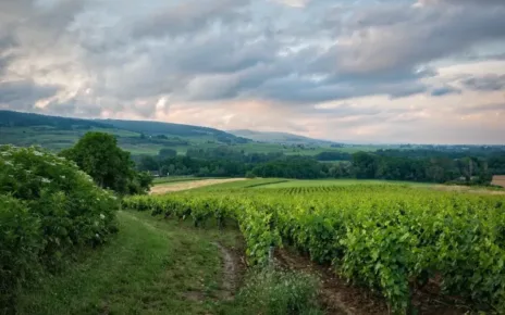 vineyard, field, rural