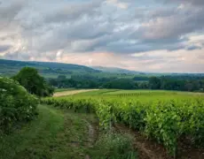 Descubre el turismo enológico en los famosos viñedos de Borgoña y Burdeos: un viaje imperdible