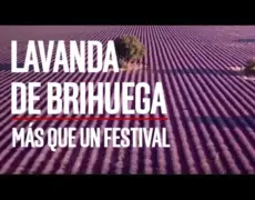 Descubre la mágica Fiesta de la Lavanda en Francia: Un destino imperdible para tu próximo viaje de turismo
