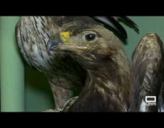 Descubre la fascinante colección del Museo de la Caza y la Naturaleza en el Hôtel de Guénégaud: una parada imprescindible en tu viaje de turismo cultural